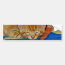 Sleeping Kitten Bumper Sticker