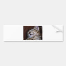 Sleeping Kitten Bumper Stickers