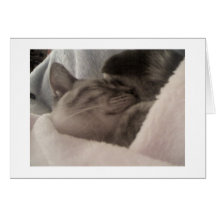 Sleeping Kitten Greeting Card