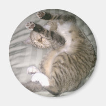 Sleeping Kitten Magnet