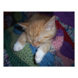 Sleeping Kitten Photo Print