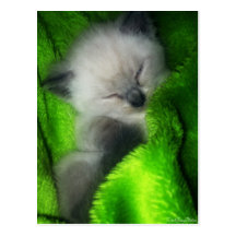 Sleeping Kitten Post Card
