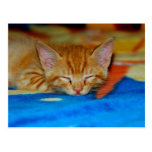 Sleeping Kitten Postcard