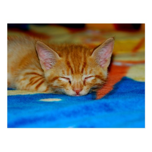 Sleeping Kitten Postcard