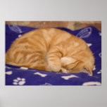 Sleeping kitten posters