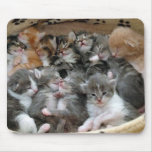 Sleeping Kittens Mouse Mats