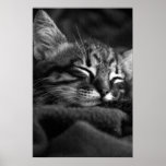 Sleeping kitty poster