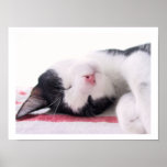 Sleeping Kitty Posters