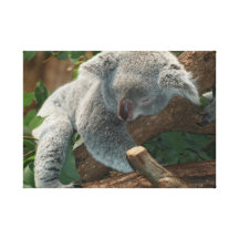 Sleeping Koala Bear Canvas Print