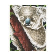 Sleeping Koala Wrapped Canvas Stretched Canvas Print