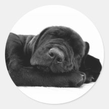 Sleeping Lab Sticker