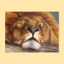 Sleeping Lion postcards