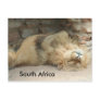 Sleeping Lion Post Cards