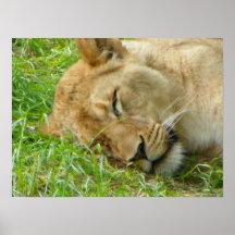 Sleeping Lion Poster