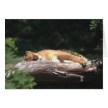 Sleeping Lioness Greeting Cards