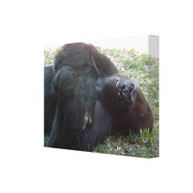 Sleeping Lowland Gorilla Kansas City Zoo Gallery Wrapped Canvas