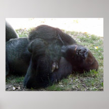 Sleeping Lowland Gorilla Kansas City Zoo Poster