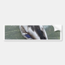 Sleeping Mallard Bumper Sticker