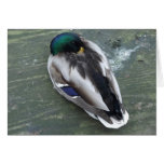 Sleeping Mallard Greeting Cards