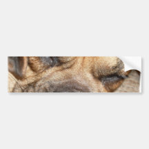 Sleeping Mastiff  Bumper Stickers