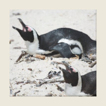 Sleeping Penguins canvas prints