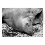 Sleeping Pig Black and White Photo - Blank Cards cards