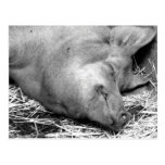Sleeping Pig Black and White Photo Postcard postcards