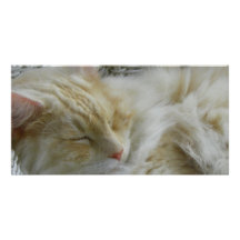 Sleeping Prince Cat Custom Photo Card