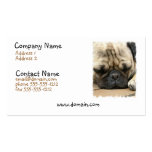 Sleeping Pug Business Card