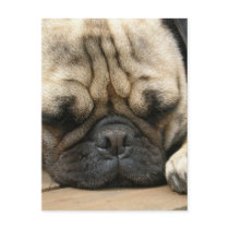 Sleeping Pug Postcard