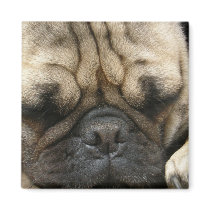 Sleeping Pug Square Magnet