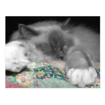 Sleeping Ragdoll Post Cards