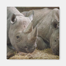 Sleeping Rhinos Magnet  