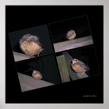 Sleeping Robin Collage Print