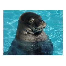 "SLEEPING SEAL" POST CARD