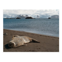 Sleeping Seal Postcard
