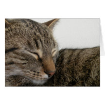 Sleeping tabby card