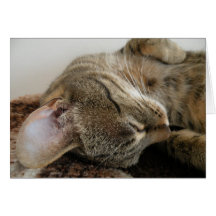Sleeping tabby Card
