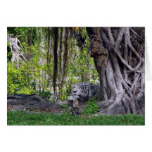 Sleeping Tiger Card