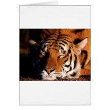 Sleeping Tiger Card