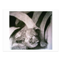 Sleeping Tiger Cub Post Card
