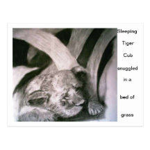 Sleeping Tiger Cub Post Cards