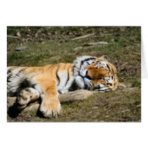 Sleeping Tiger Greeting Card