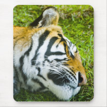 Sleeping Tiger Mouse Mats