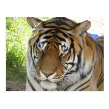 Sleeping tiger postcard (h)