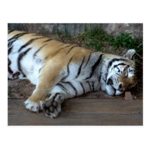 Sleeping Tiger Postcards