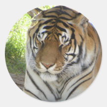 Sleeping tiger sticker