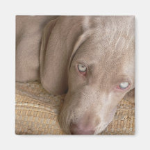 Sleeping Weimaraner Square Magnet