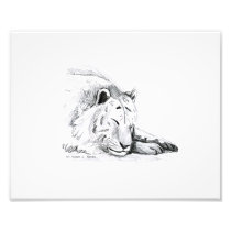 Sleeping White Tiger head and paws Pencil Drawing Photographic Print
