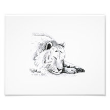 Sleeping White Tiger head and paws Pencil Drawing Photographic Print